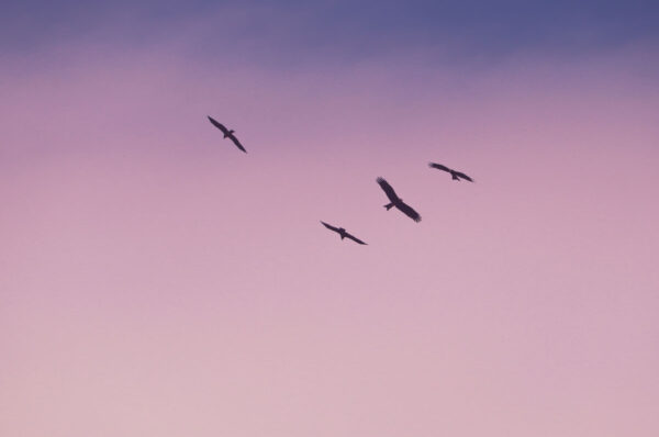 Emotionen und Kohärenz