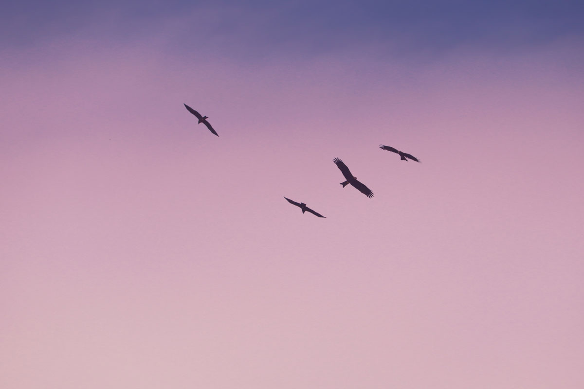 Emotionen und Kohärenz