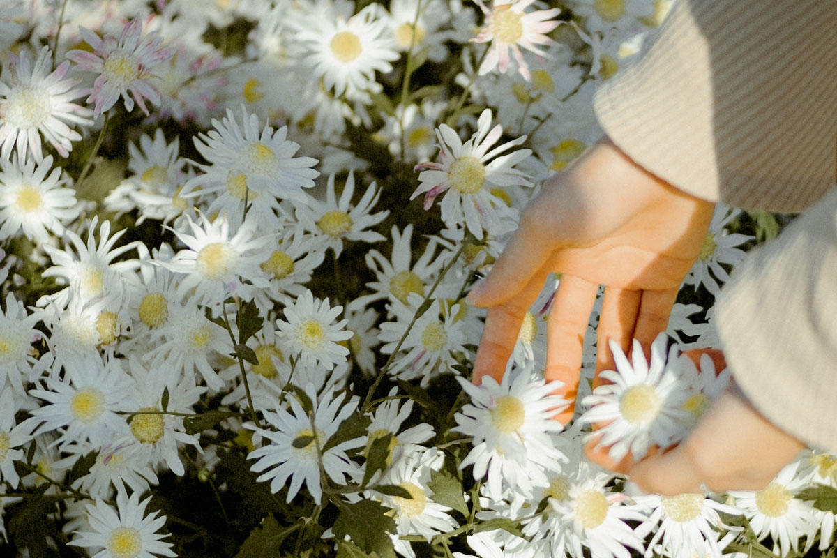 Frühlingswiese mit Sonnenlicht