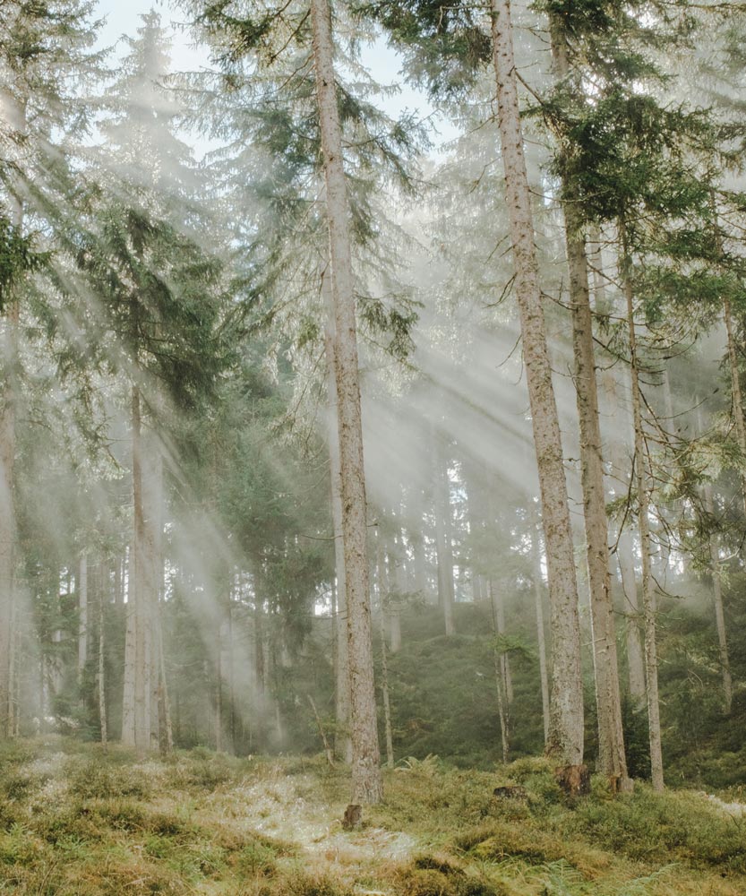 Wald mit Licht