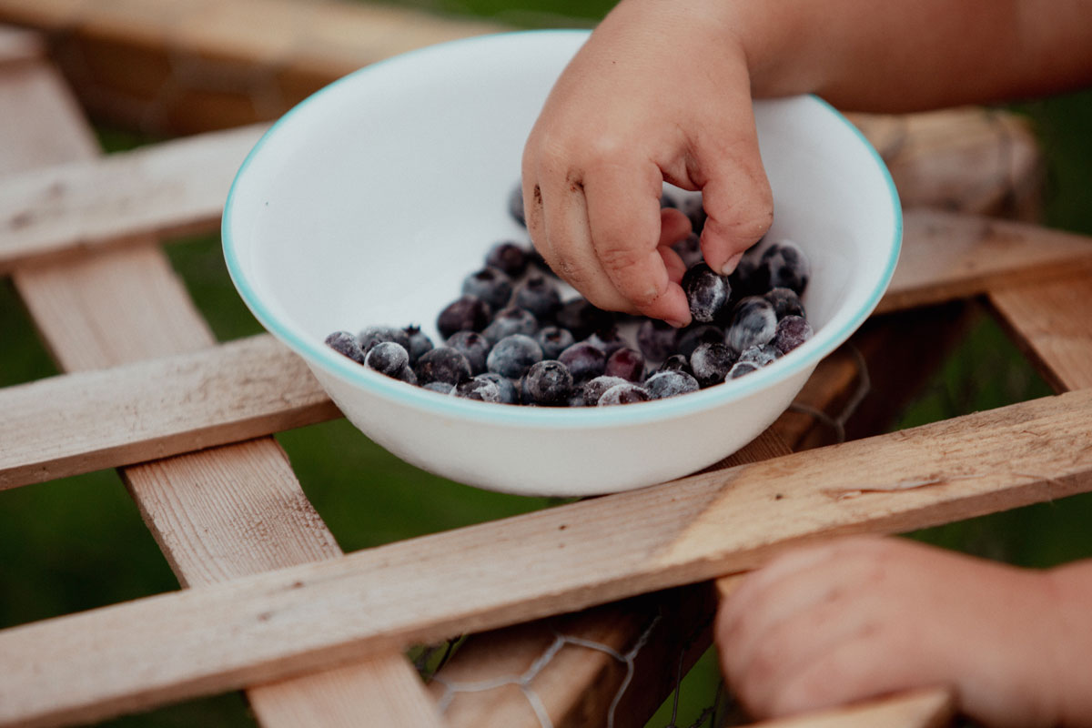 Kinderhand Heidelbeeren